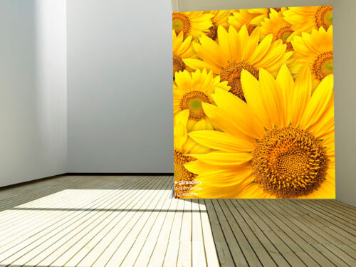 sunflower-field-2