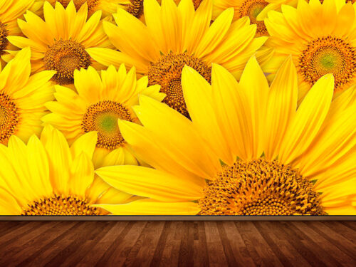 sunflower-field-3